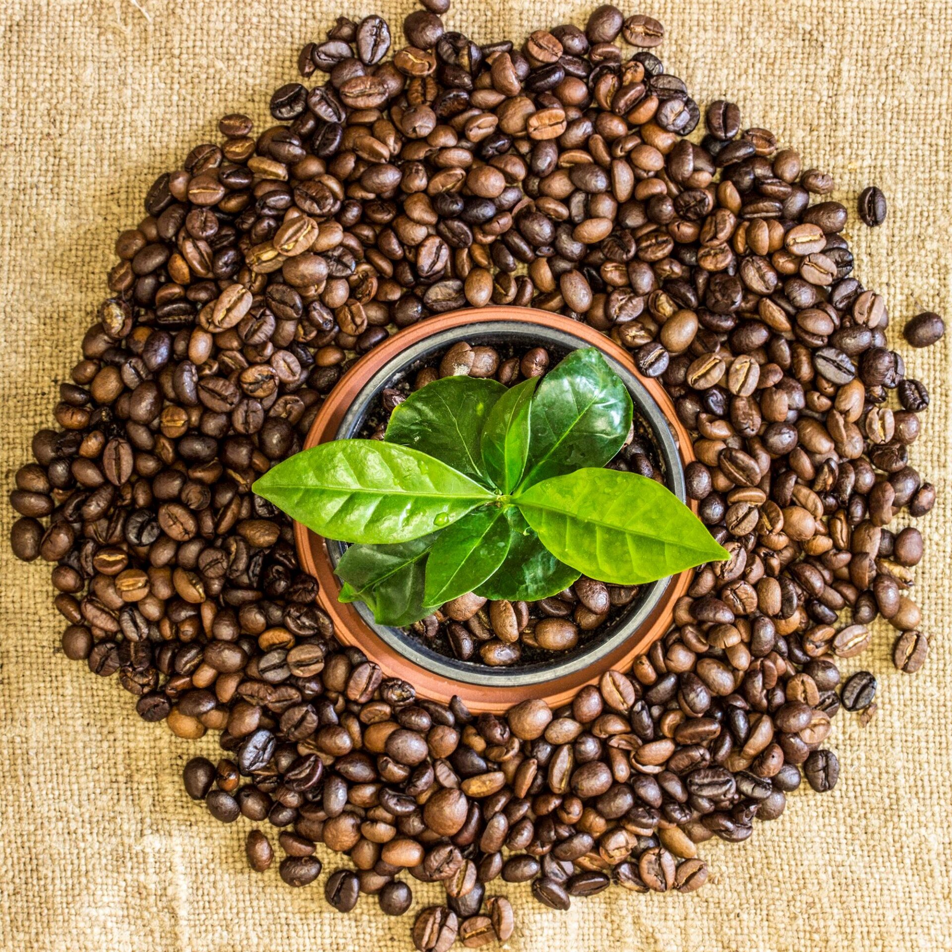 Кофейное дерево (Coffea). Кофейное дерево Арабика. Кофе зерна Арабика растение. Coffea Arabica дерево. Кофе minges arabica