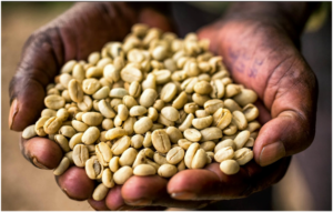 A person is having Saudi Coffee beans in his hands