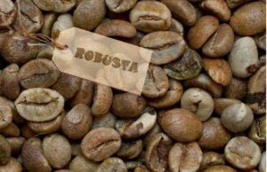 Robusta coffee beans