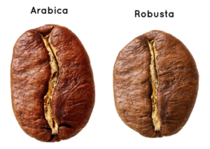 The Differences between Arabica and Robusta