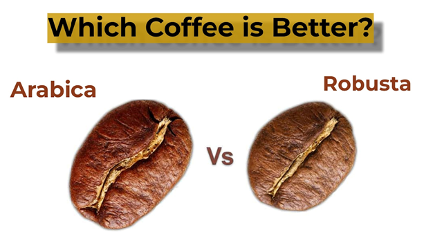 Which Coffee is Better Arabica or Robusta?